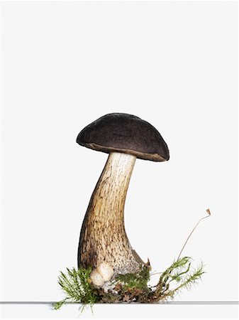 Champignon Photographie de stock - Premium Libres de Droits, Code: 614-01178709