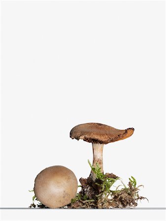 Champignons Photographie de stock - Premium Libres de Droits, Code: 614-01178735