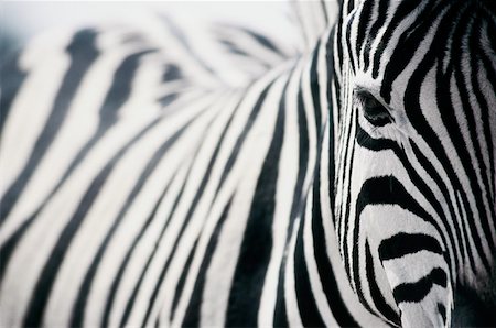 Zebra Stock Photo - Premium Royalty-Free, Code: 614-01170646