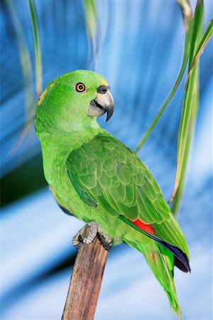 papagaio (pássaro) - Yellow naped amazon parrot Foto de stock - Royalty Free Premium, Número: 614-01219438