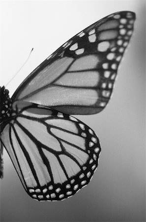 Butterfly Stock Photo - Premium Royalty-Free, Code: 614-01268969