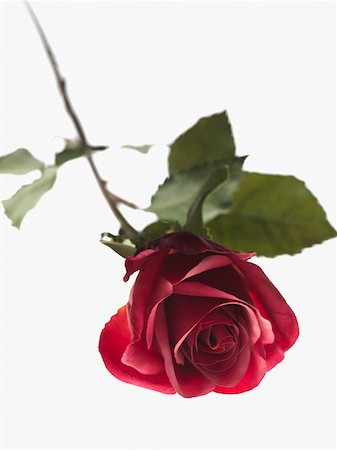 fake flowers - Discarded rose Foto de stock - Sin royalties Premium, Código: 614-01435165