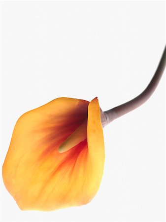 fake flowers - Arum lily Foto de stock - Sin royalties Premium, Código: 614-01435166