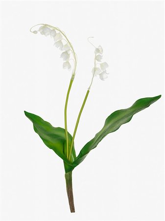 Lily of the valley Photographie de stock - Premium Libres de Droits, Code: 614-01435188