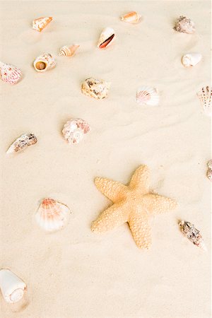 estrella de mar - Starfish and shells in sand Foto de stock - Sin royalties Premium, Código: 614-01486624