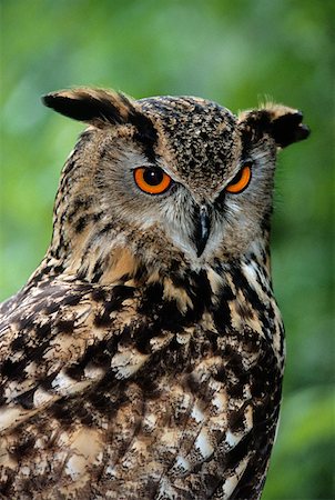 european eagle owl - European eagle owl Foto de stock - Sin royalties Premium, Código: 614-01593346