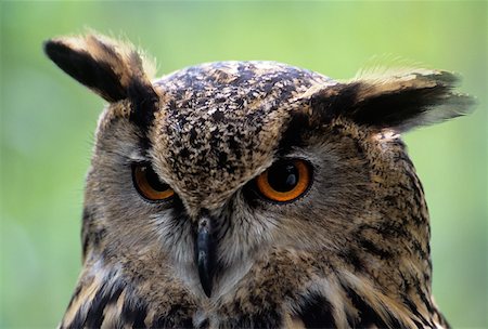 european eagle owl - European eagle owl Foto de stock - Sin royalties Premium, Código: 614-01593349