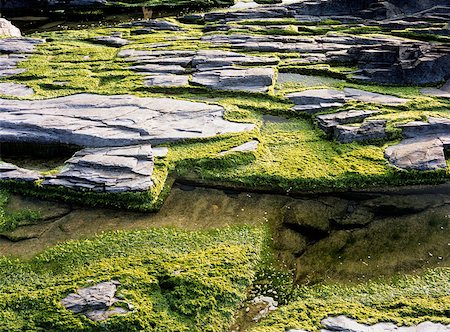 slate rock - Slate and lichens Stock Photo - Premium Royalty-Free, Code: 614-01593454