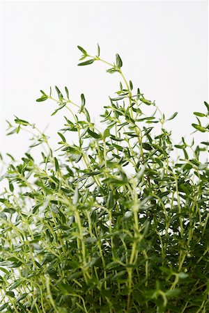 Thyme Stock Photo - Premium Royalty-Free, Code: 614-01624769