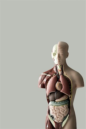 Anatomical model Stock Photo - Premium Royalty-Free, Code: 614-01702100