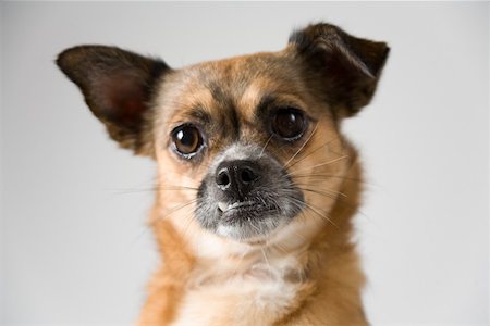 dog heads close up - Chihuahua Stock Photo - Premium Royalty-Free, Code: 614-01755966