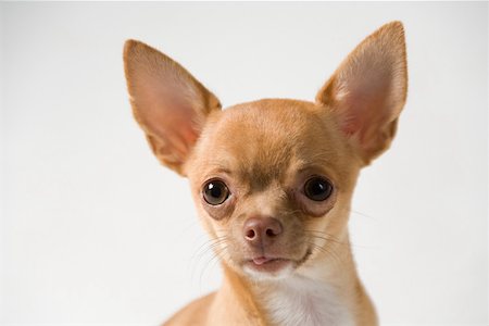 dog heads close up - Chihuahua Stock Photo - Premium Royalty-Free, Code: 614-01755967