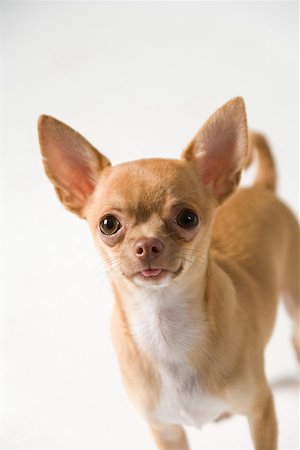 dog heads close up - Chihuahua Stock Photo - Premium Royalty-Free, Code: 614-01755969