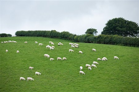sheep on hill - Herd of sheep in a field Foto de stock - Sin royalties Premium, Código: 614-01758467