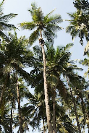 Grimpeur d'arbres de noix de coco Photographie de stock - Premium Libres de Droits, Code: 614-01819617