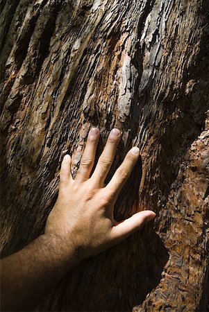 redwood - Man touching tree bark Stock Photo - Premium Royalty-Free, Code: 614-01819672