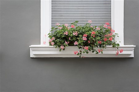 flowers window sill - A window box Stock Photo - Premium Royalty-Free, Code: 614-01821806