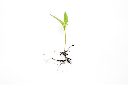 seedling - Seedling Stock Photo - Premium Royalty-Free, Code: 614-01868434