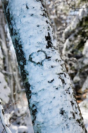 simsearch:633-05401372,k - Heart shape in snow on tree Stock Photo - Premium Royalty-Free, Code: 614-01868667