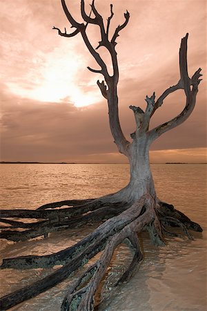 Dead tree on harbour island Foto de stock - Sin royalties Premium, Código: 614-01868683