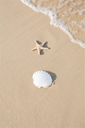 Shell and starfish on a beach Foto de stock - Sin royalties Premium, Código: 614-02004156