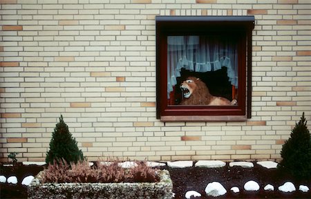 roaring big cat - Lion in a window Stock Photo - Premium Royalty-Free, Code: 614-02073407