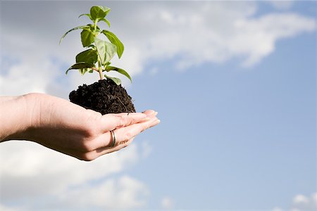 people holding saplings - Person holding soil and a sapling Stock Photo - Premium Royalty-Free, Code: 614-02244223