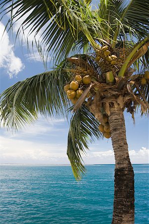 A coconut palm tree and the sea tahiti Stock Photo - Premium Royalty-Free, Code: 614-02240807