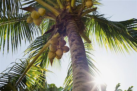 Coconut palm tree Foto de stock - Sin royalties Premium, Código: 614-02240880