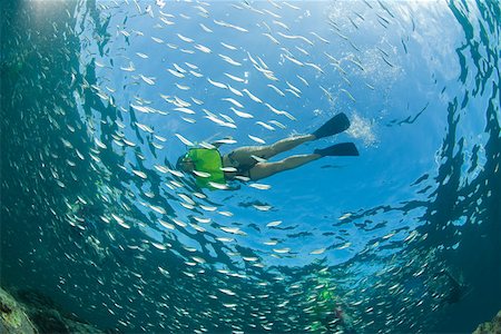 shoal (group of marine animals) - Snorkeler and fish Foto de stock - Sin royalties Premium, Código: 614-02241099