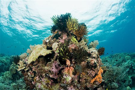 simsearch:614-02241184,k - Coral reef Stock Photo - Premium Royalty-Free, Code: 614-02241165