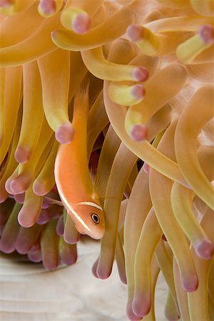 Fish and anemone Stock Photo - Premium Royalty-Free, Code: 614-02241174