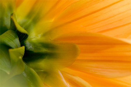 flower petals closeup - Close up of flower Stock Photo - Premium Royalty-Free, Code: 614-02241217