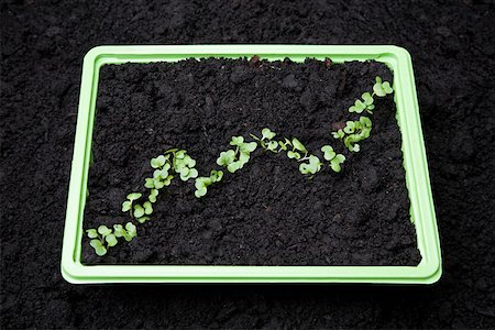 Seedling graph Foto de stock - Sin royalties Premium, Código: 614-02241609