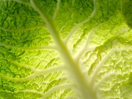 Cabbage leaf Stock Photo - Premium Royalty-Free, Code: 614-02242385