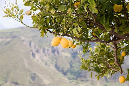 Lemon tree on island of salina Stock Photo - Premium Royalty-Free, Code: 614-02259130