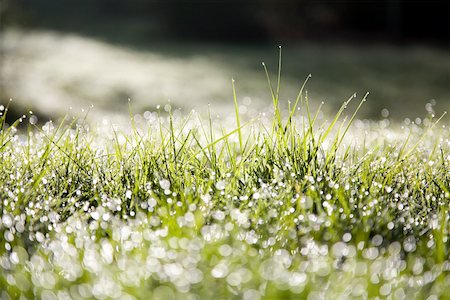 dewdrops grass - Morning dew on grass Stock Photo - Premium Royalty-Free, Code: 614-02344078