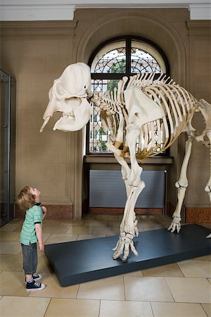 skeletons human not illustration not xray - Boy looking at an elephant skeleton Stock Photo - Premium Royalty-Free, Code: 614-02344347