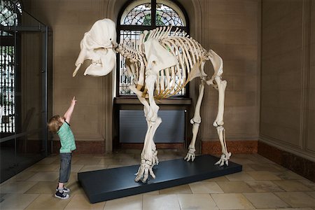skeleton - Boy looking at an elephant skeleton Stock Photo - Premium Royalty-Free, Code: 614-02344395