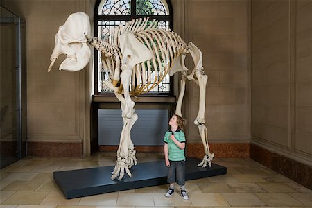 skeletons human not illustration not xray - Garçon regardant un squelette d'éléphant Photographie de stock - Premium Libres de Droits, Code: 614-02344406