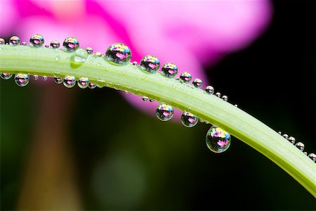 dew drops on green stem - Dew on the stem of a flower Stock Photo - Premium Royalty-Free, Code: 614-02343998