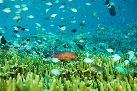 Fish swimming off sipadan island Foto de stock - Sin royalties Premium, Código: 614-02394065