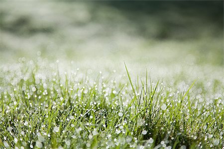 rocío - Close up of blades of grass Foto de stock - Sin royalties Premium, Código: 614-02391955