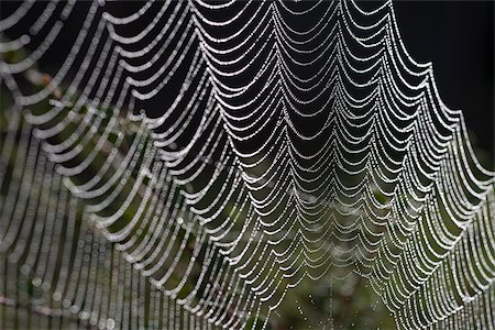 Dew on a cobweb Foto de stock - Royalty Free Premium, Número: 614-02392057