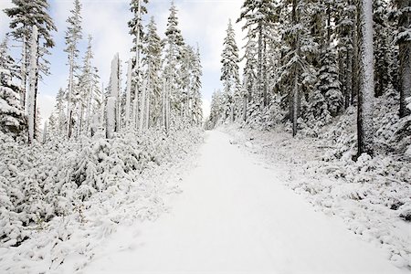 Snow covered trees on mount hood Fotografie stock - Premium Royalty-Free, Codice: 614-02392068