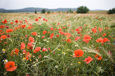 poppy flower and sky - A field of poppies Stock Photo - Premium Royalty-Free, Code: 614-02393872