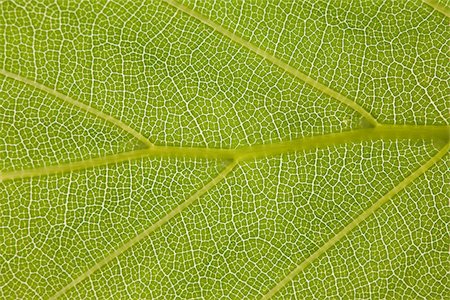 simsearch:696-03397574,k - Close up of a leaf Stock Photo - Premium Royalty-Free, Code: 614-02393897