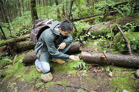Man looking at fungus in forest Stock Photo - Premium Royalty-Free, Code: 614-02614169