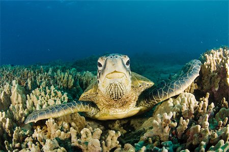 Tortue de mer Photographie de stock - Premium Libres de Droits, Code: 614-02679555