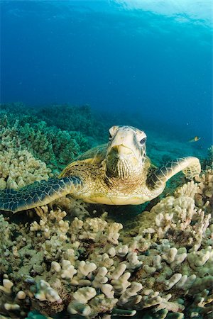 Sea turtle Foto de stock - Royalty Free Premium, Número: 614-02679556